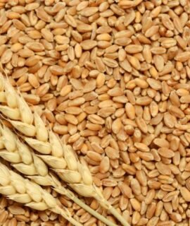 Wheat