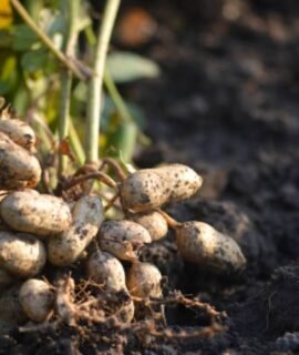 Groundnut