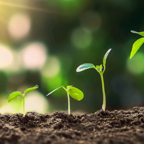 Porduct Category Seeds