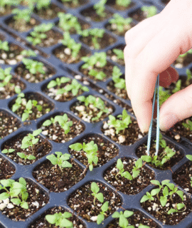 Hybrid Vegetable Seeds
