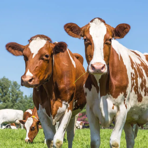 Porduct Category Livestock & Animal
