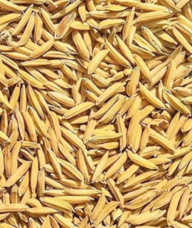 Rice Seeds